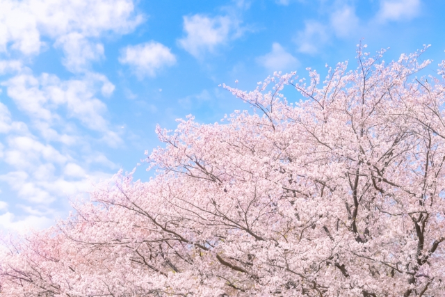 見上げた空きれいでした