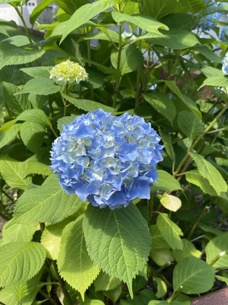 母の日