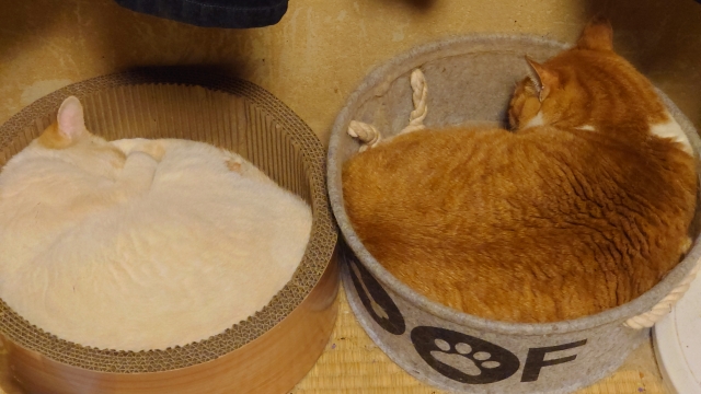 逆に