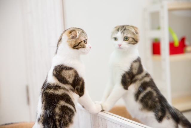 自身のクセや悩み