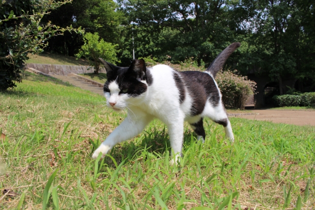 動くこと、動かすこと