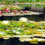 water-lilies-nuphar-aquatic-plants-flowers-158623.jpeg