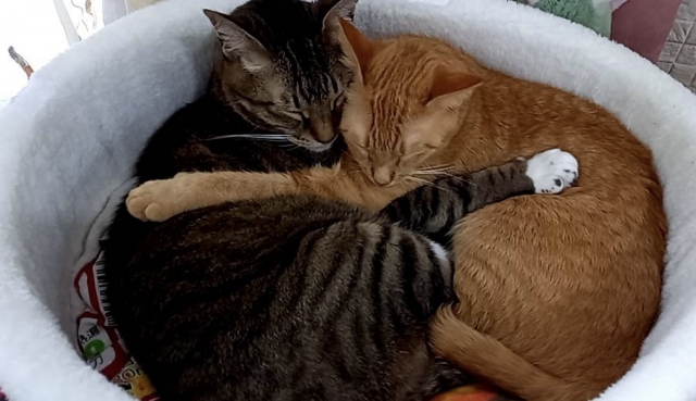 抱き合って眠る2匹の猫
おかげさま
お互いさま