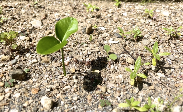 気付き
芽生え