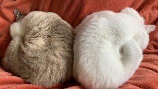 背中合わせだけどくっつく2匹の猫