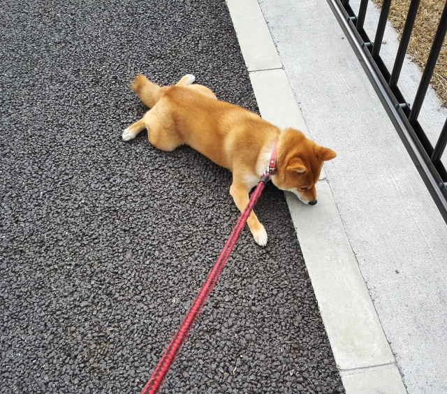 散歩したくない犬