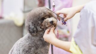 トリミングしてもらう犬 メンテナンスのイメージ