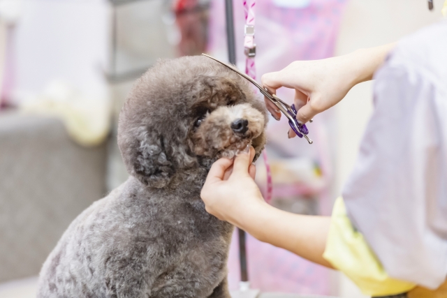 トリミングしてもらう犬
メンテナンスのイメージ