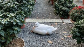 思いもよらぬところにいたアヒル 平塚八幡宮にて