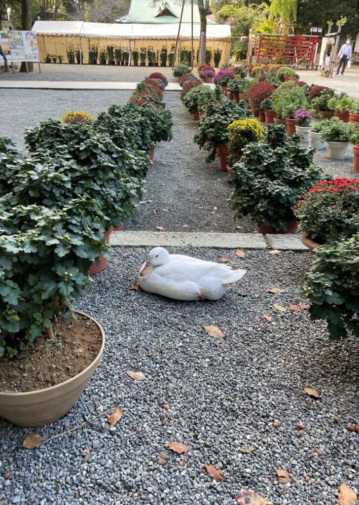 思いもよらぬところにいたアヒル 平塚八幡宮にて