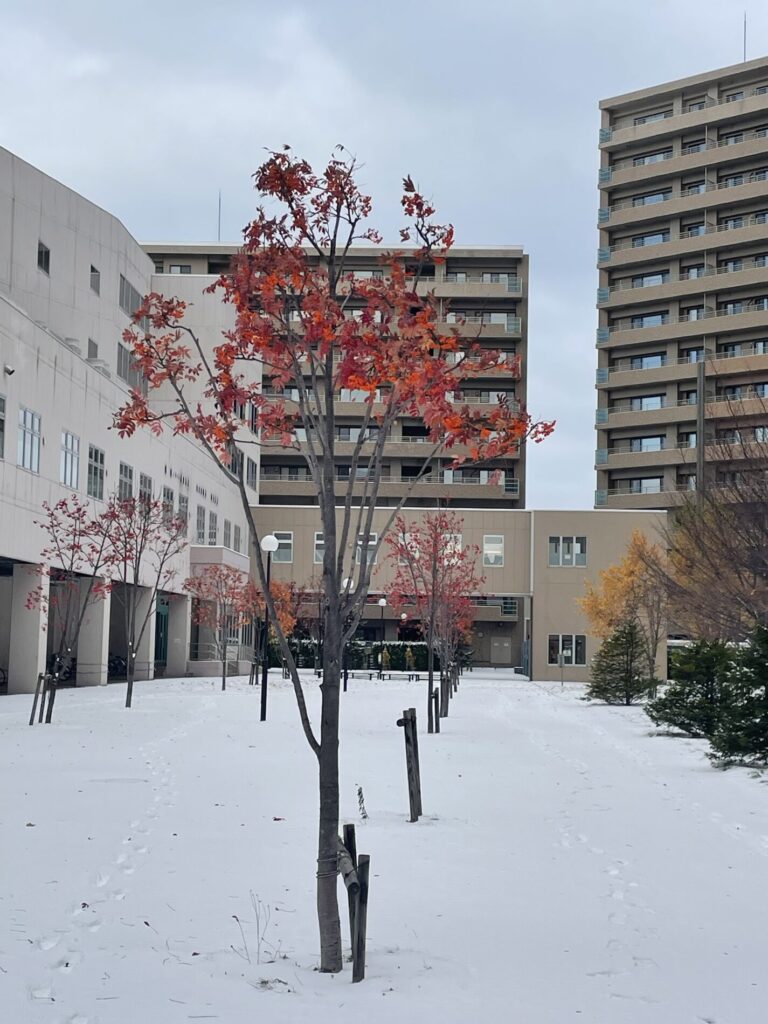 紅葉と雪