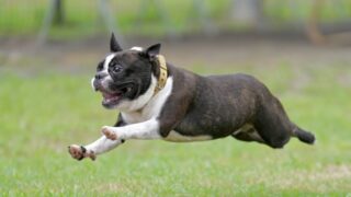 ドッグランで全力疾走する犬 スタートダッシュのイメージ