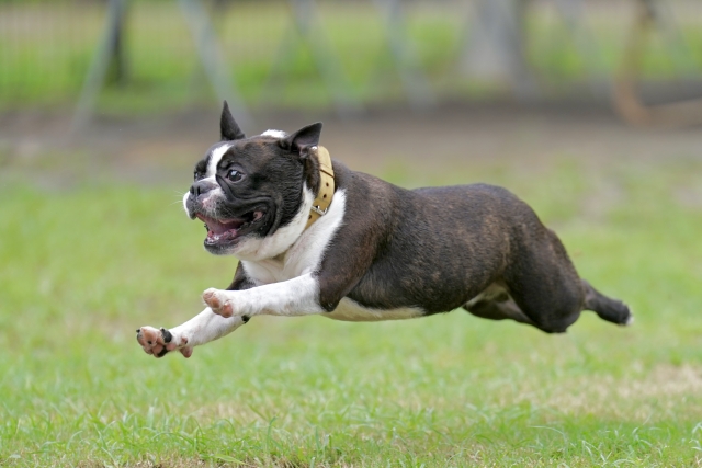 ドッグランで全力疾走する犬 スタートダッシュのイメージ