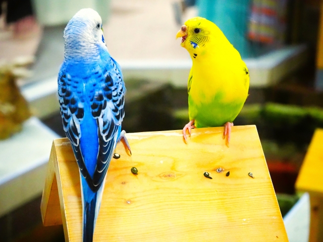 セキセイインコ２羽
伝え合うイメージ