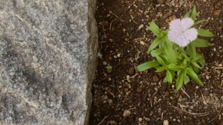 一輪の花