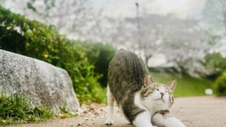 のびのびと