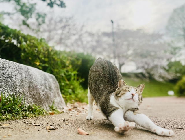 のびのびと
